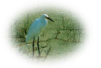 Birds of the Everglades and 10,000 Island Florida Photos by Joel Gerwitz of Marco Island Florida