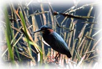 Birds of the Everglades and 10,000 Island Florida Photos by Joel Gerwitz of Marco Island Florida