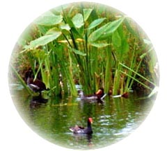 Birds of the Everglades and the 10,000 Island Florida